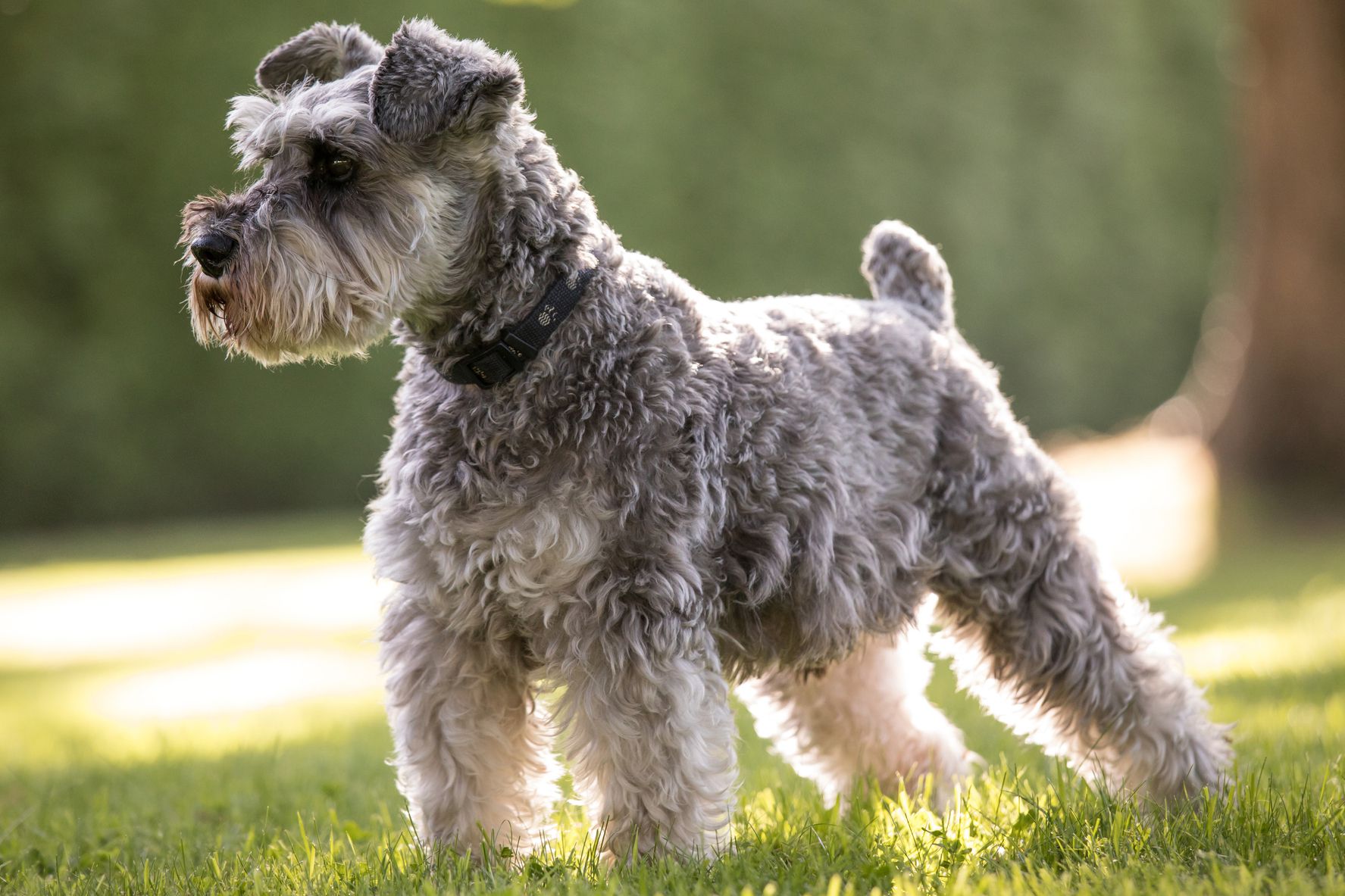 are schnauzer terriers