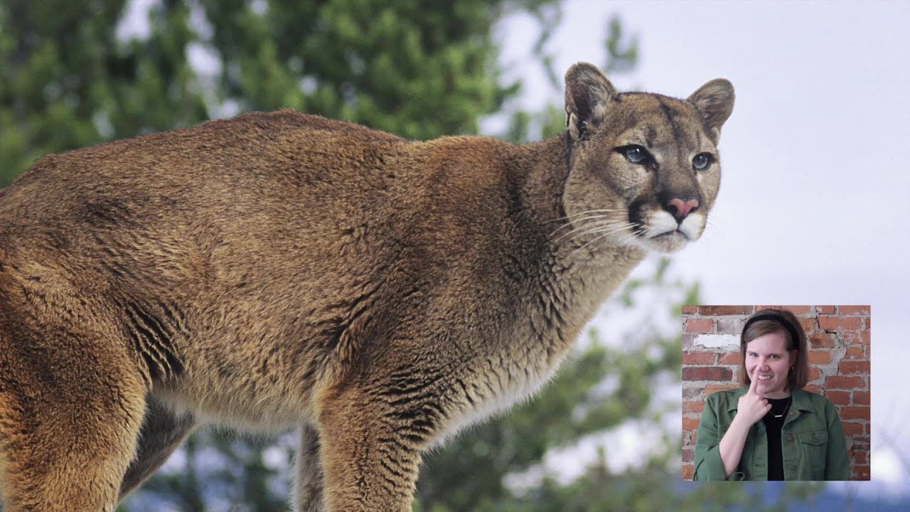 puma vs cougar vs mountain lion