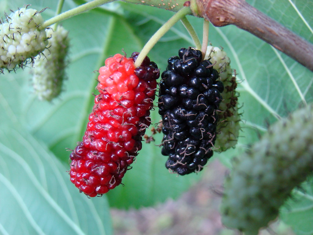 mulberry meaning in bengali