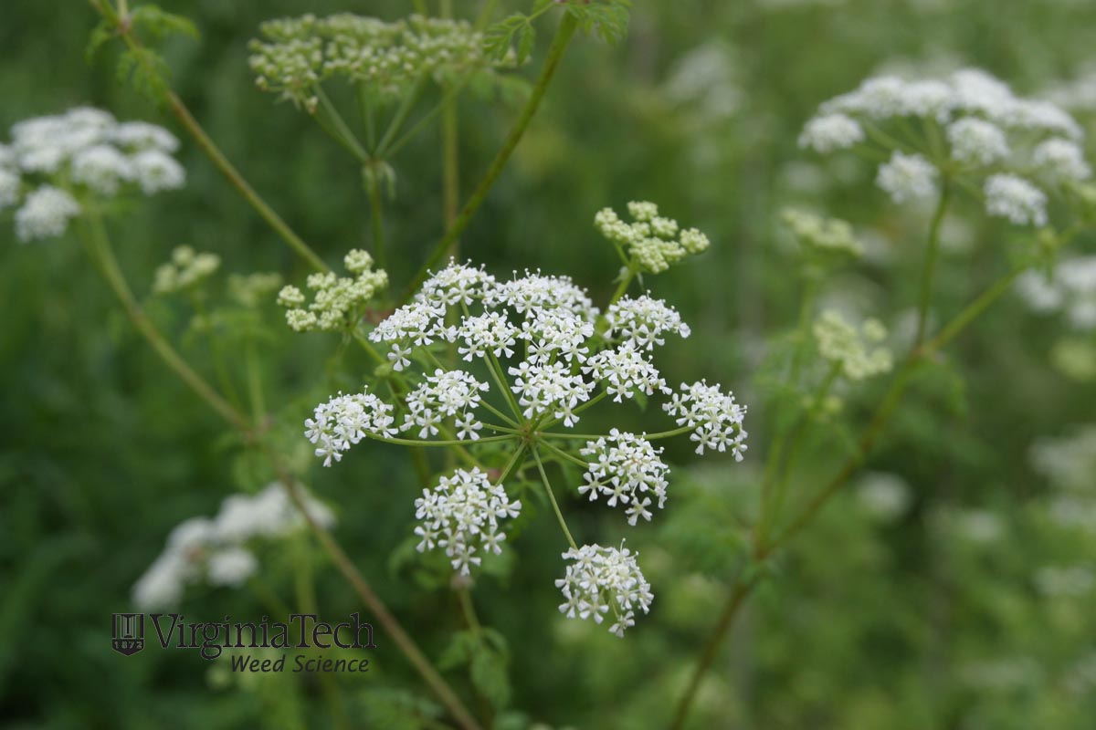 poison hemlock virginia