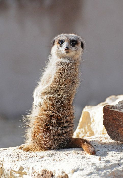 meerkat funny