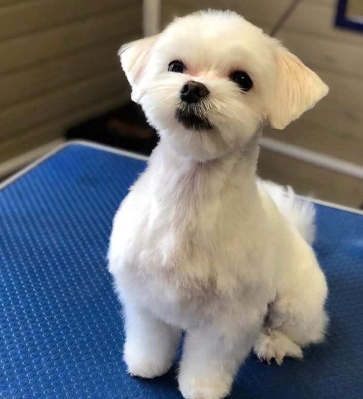 maltese with short haircut