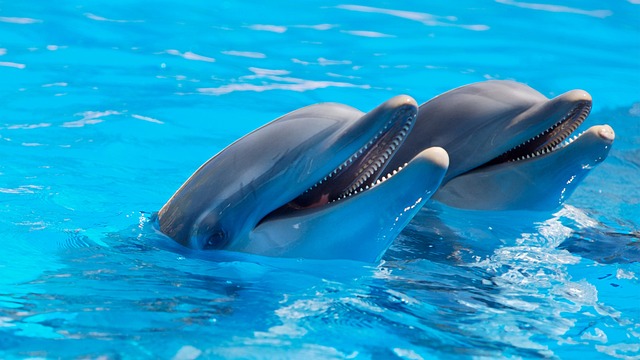 images dauphins gratuites