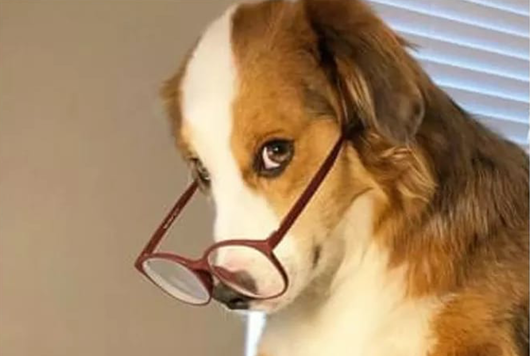 dog with glasses meme