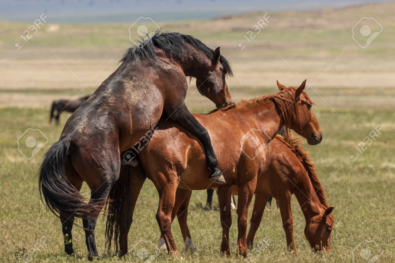 show horses mating