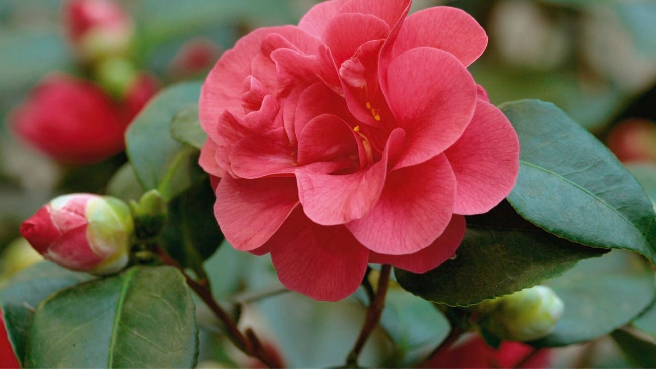 bunnings camellia