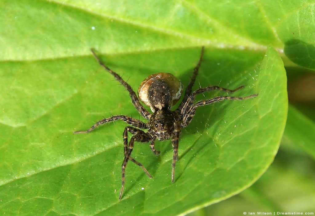 does sandalwood repel spiders