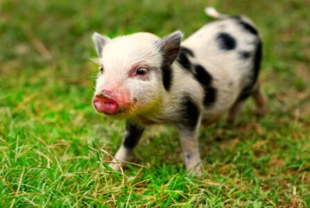 micro teacup piglets