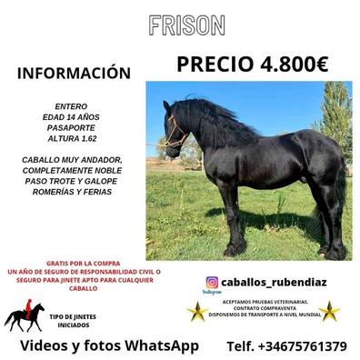 caballos frisones en venta en españa