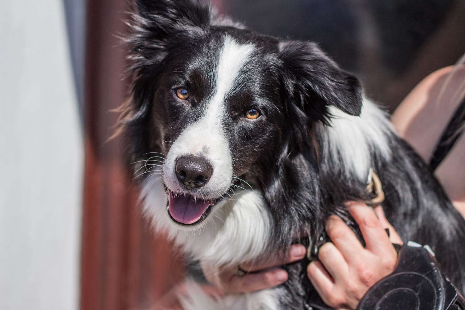 female border collie names