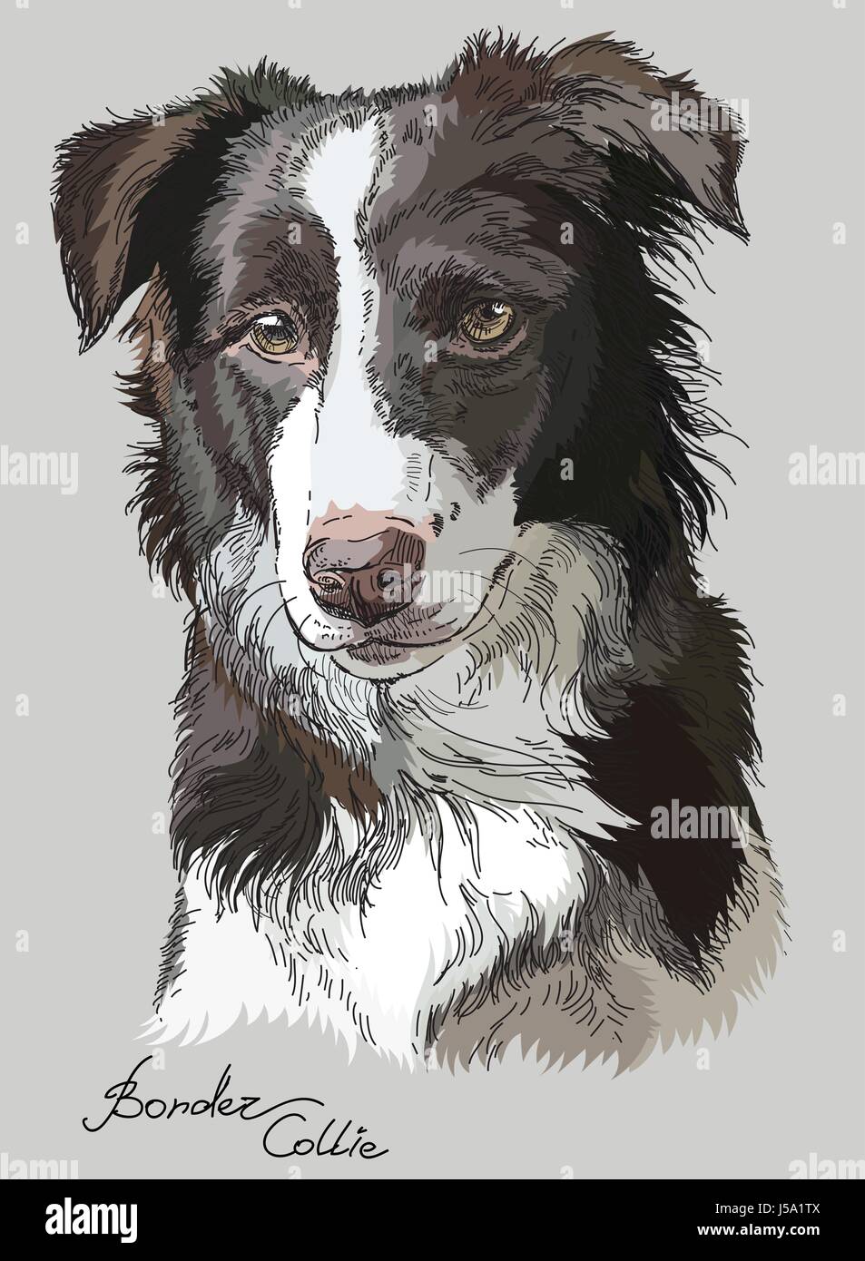 border collie dibujo