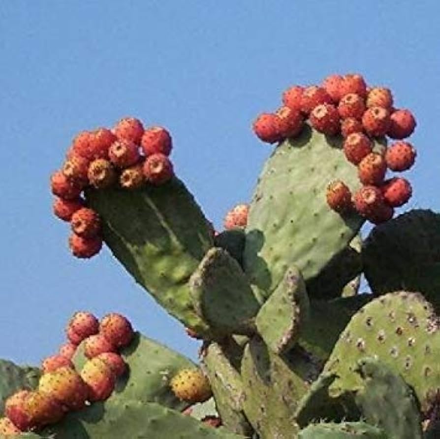 amazon nopal