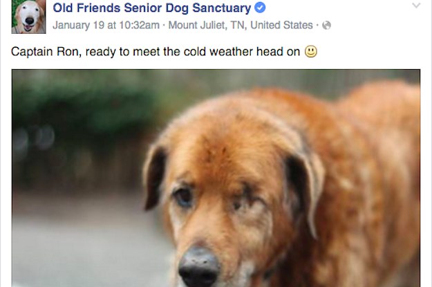 old friends senior dog sanctuary facebook