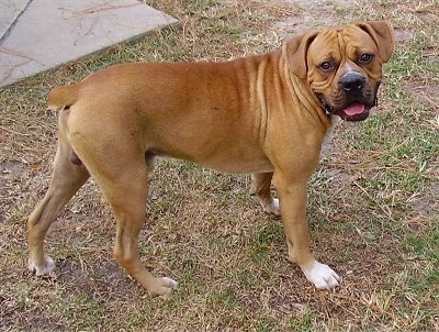 boxer bulldoggen mix