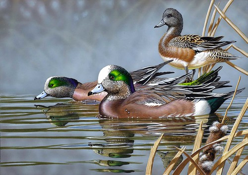 maryland duck season 2023-24