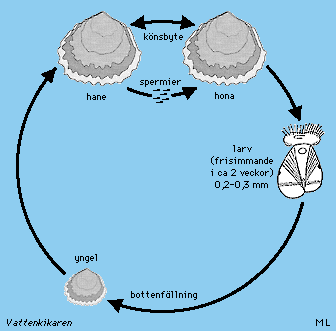 oysters can change genders back and forth