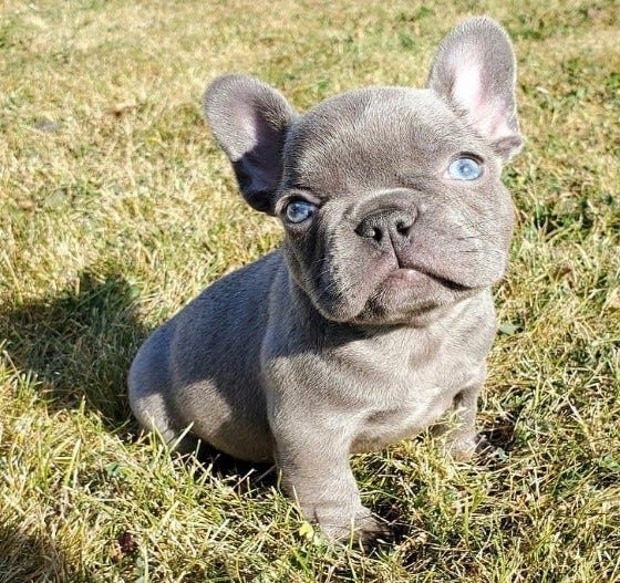 french bulldog puppies for sale