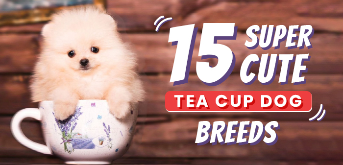 teacup small fluffy dogs
