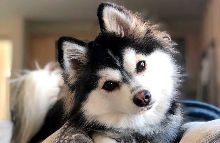 pomsky adultos