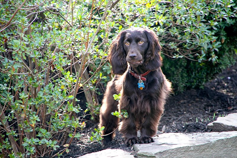 boykin spaniel pictures