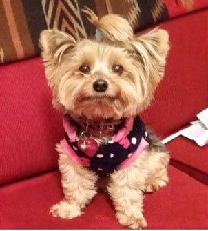 yorkshire terrier adopt