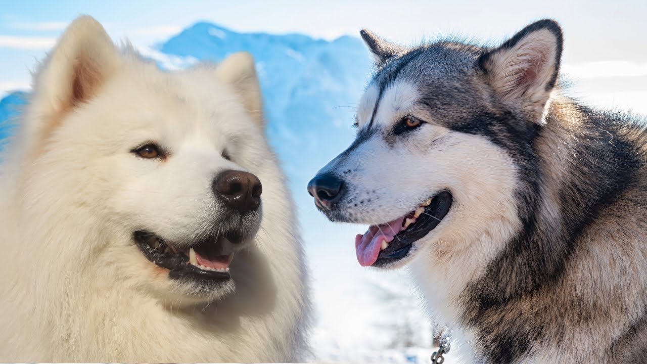 malamute vs samoyed