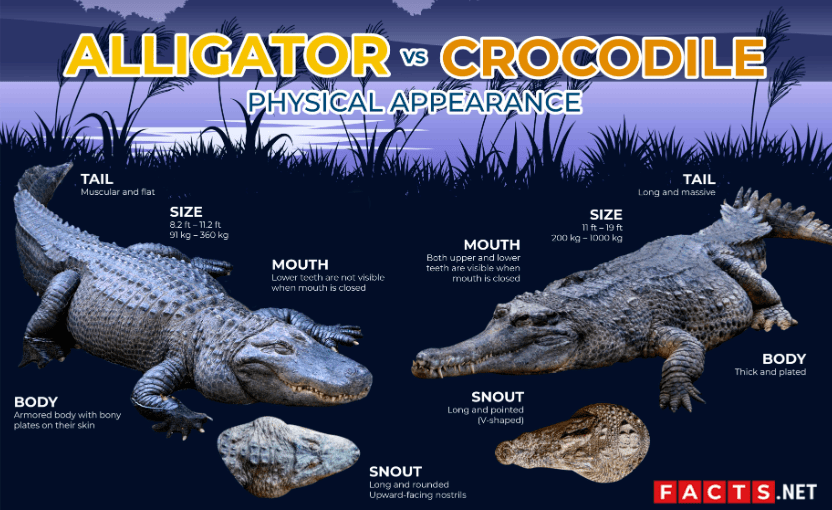 alligator和crocodile有什么不同