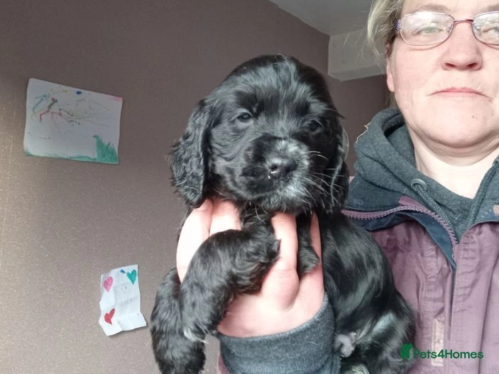 puppies for sale aberdeenshire