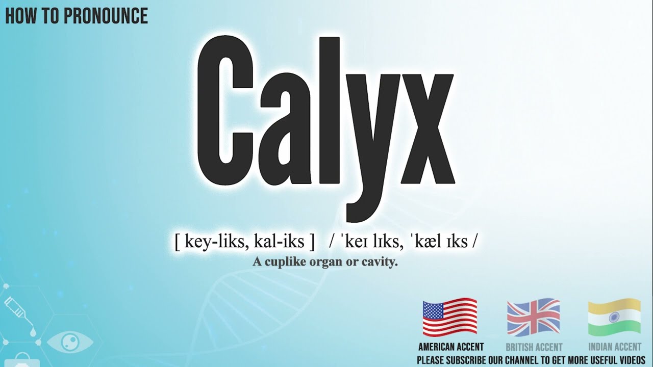 how to pronounce calyx