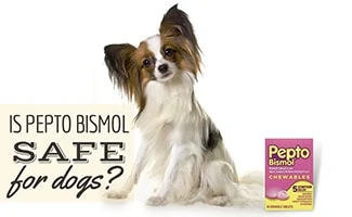 can i give my dog pepto bismol for upset stomach