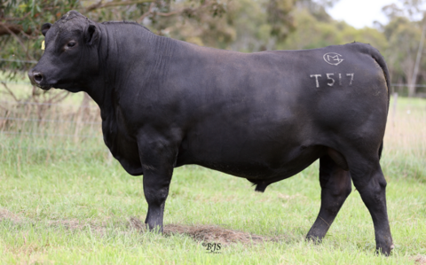 auctionsplus cattle