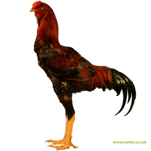 malay rooster for sale