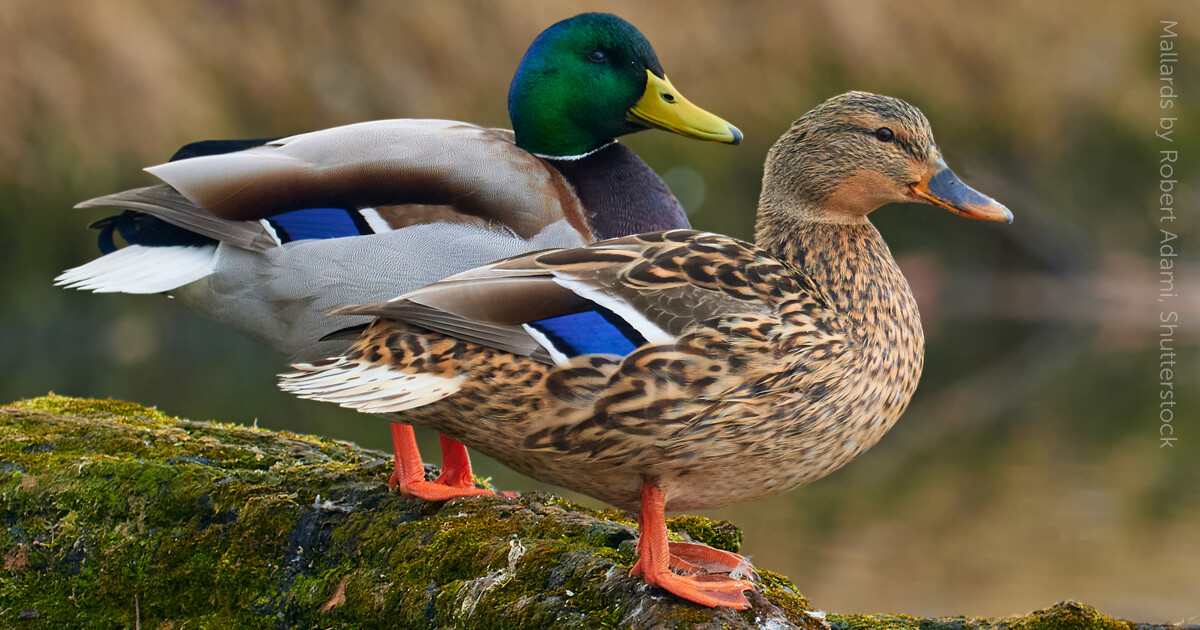 mallard duck pictures