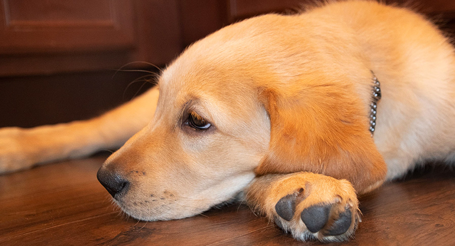 labrador and retriever cross