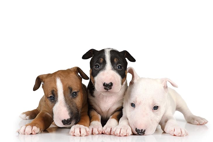 pics of bull terrier dogs