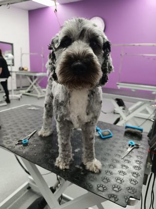 dog grooming camberwell