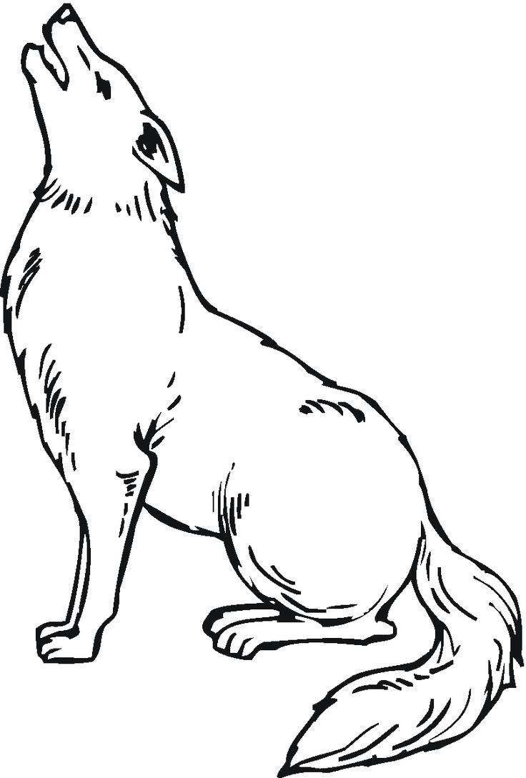 coyote coloring page