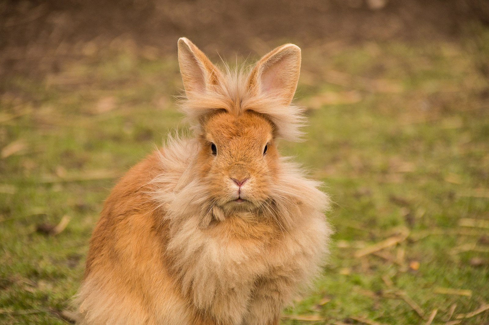 lionhead rabbit lifespan