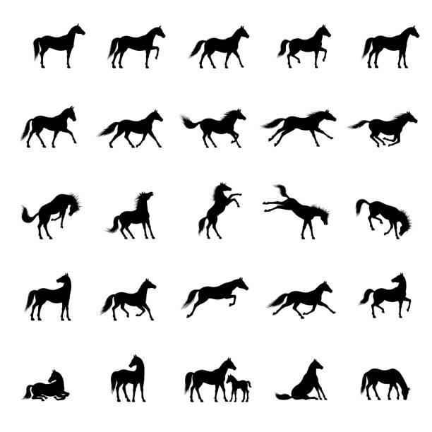 horse vector images