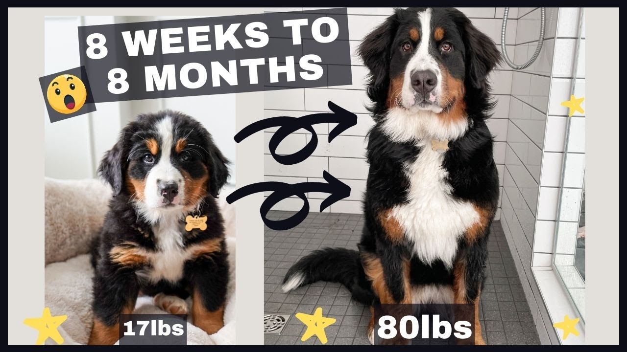 bernese mountain dog growth chart