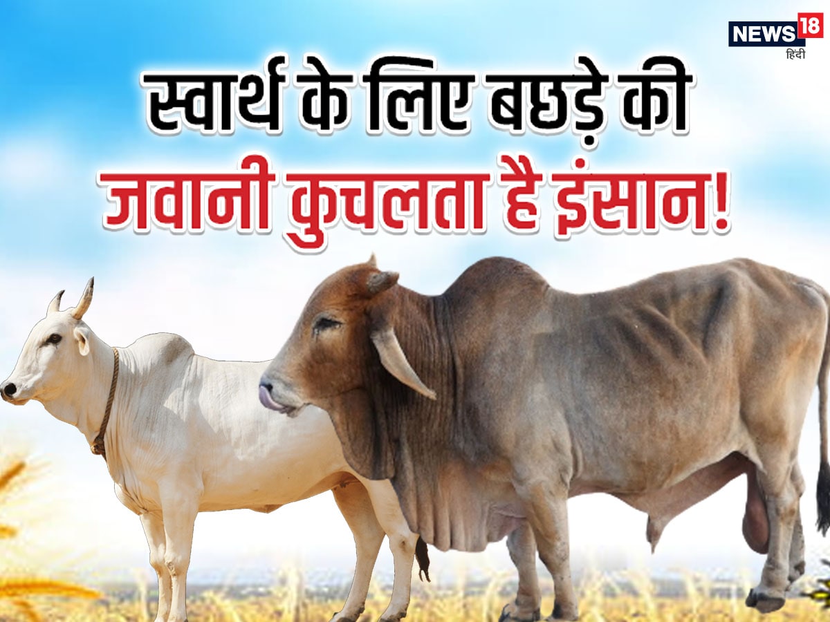 difference between ox and bull in hindi