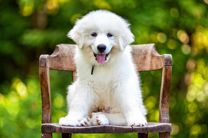 great pyrenees puppy images