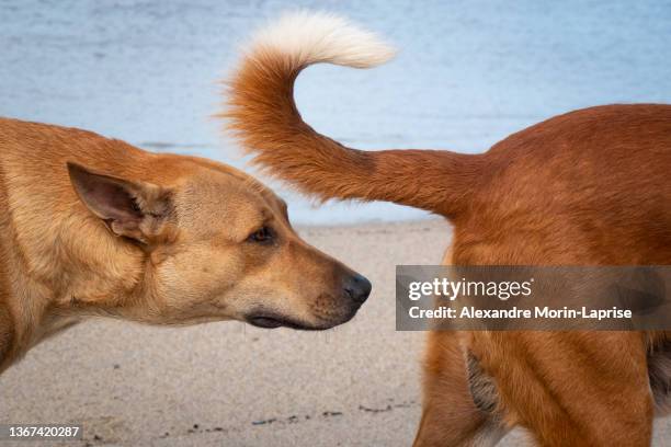 culo grande de perrito