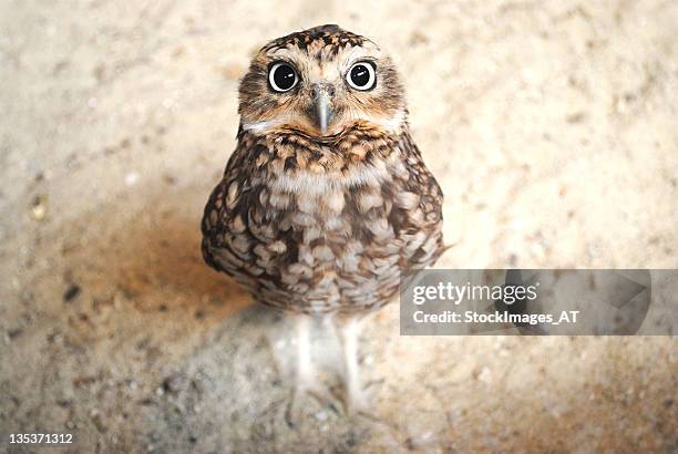 cute owl pictures