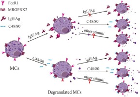 degranulation of mast cells