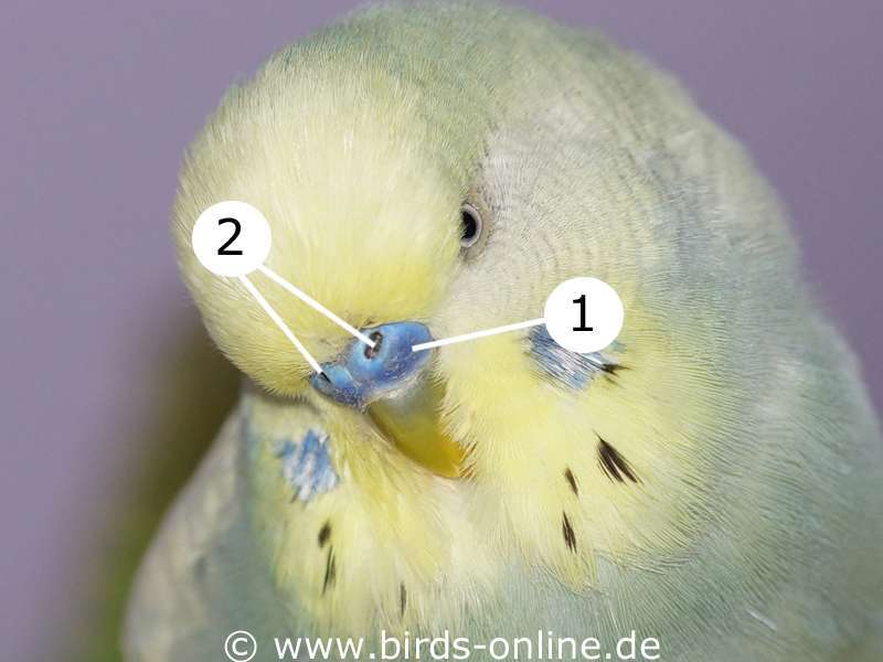 budgie cere