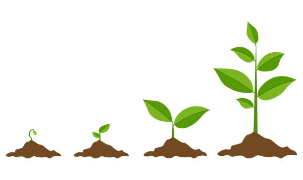 seedling clipart