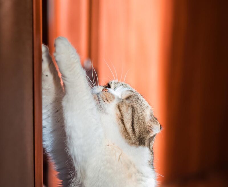 stop cat scratching door