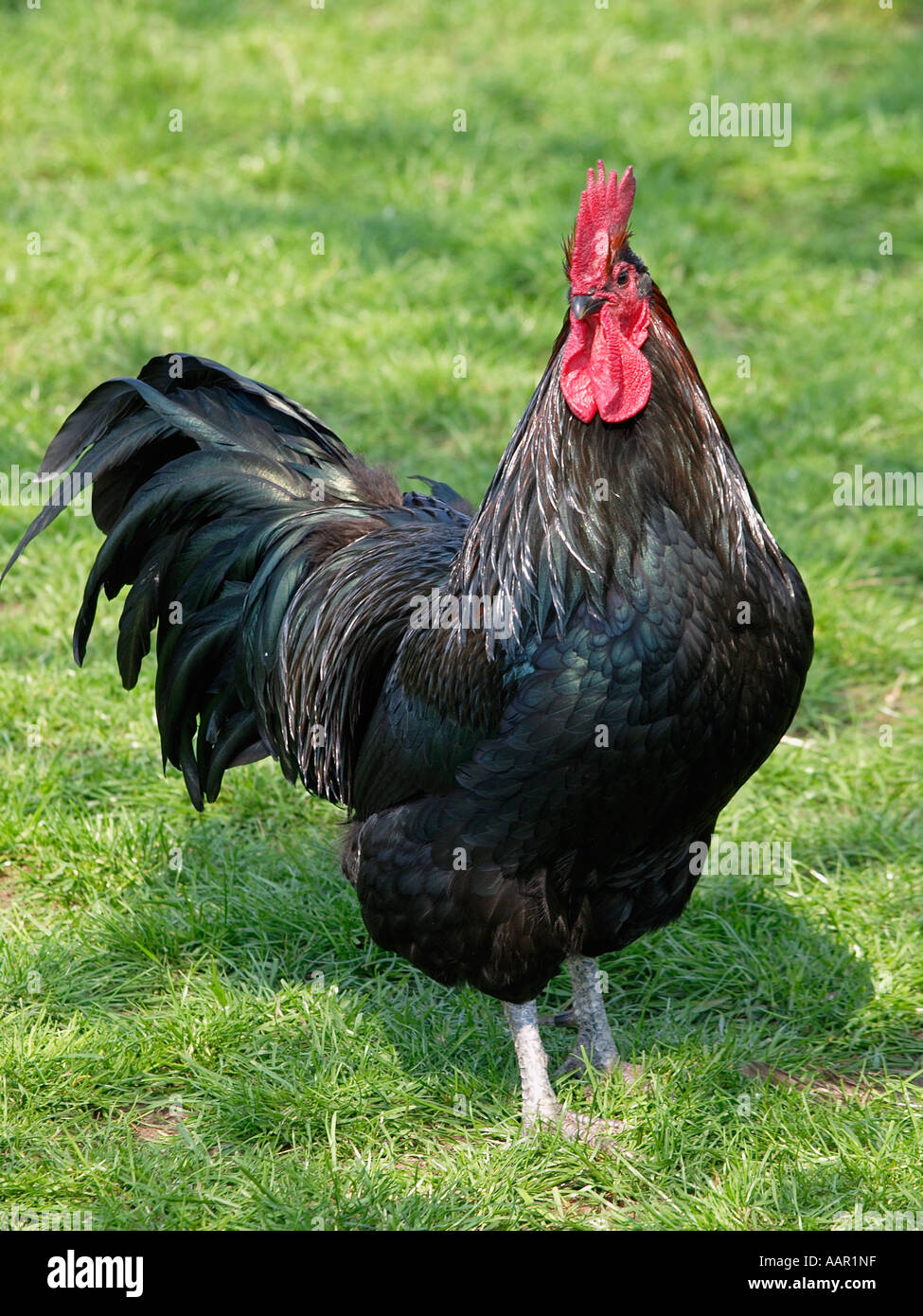 big black coq