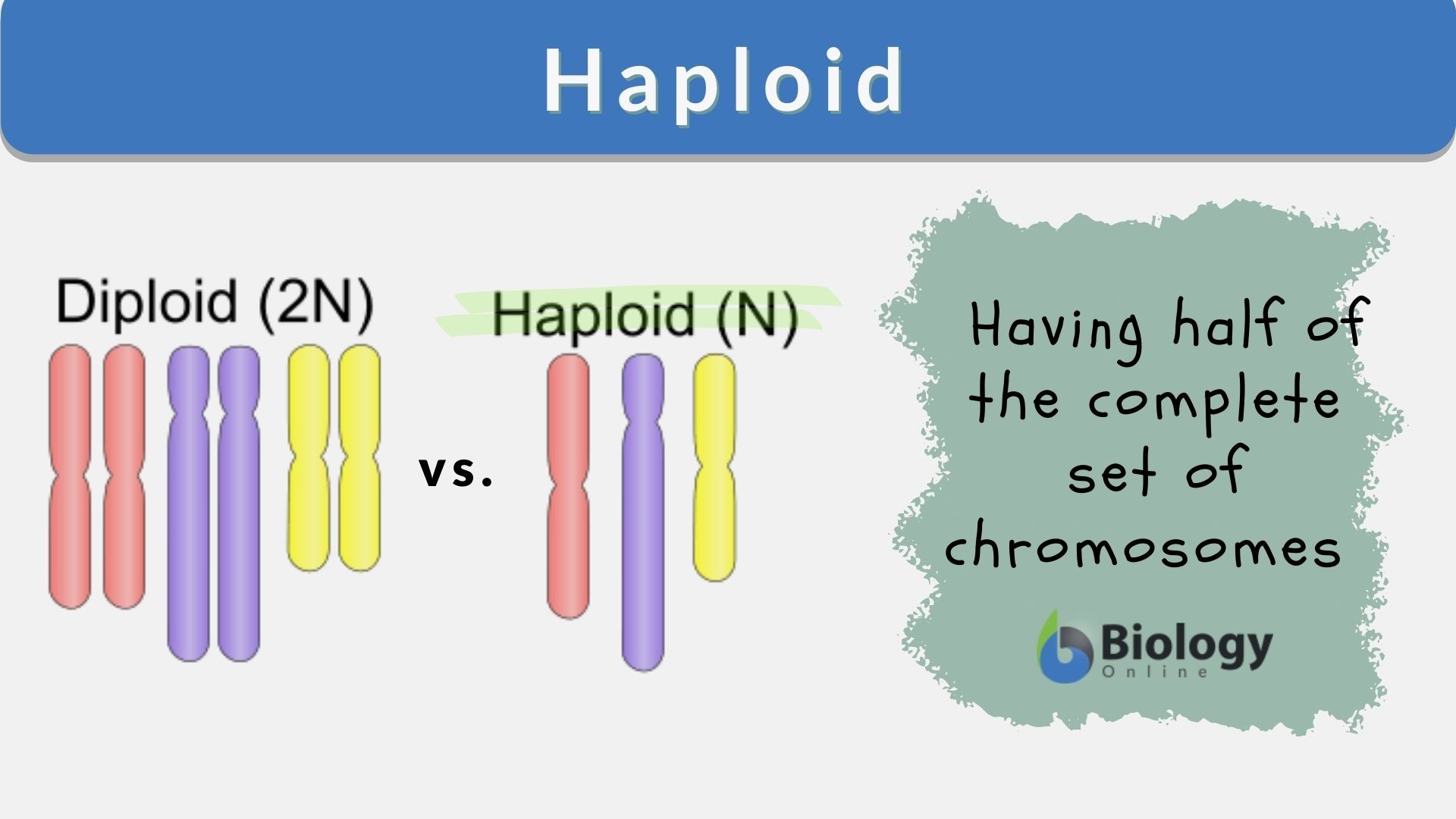 haploid in a sentence